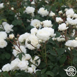 Cloud 10™ -HEIRLOOM ROSES Sales Cloud 10 03