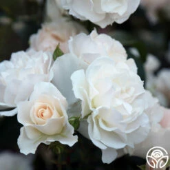 Cloud 10™ -HEIRLOOM ROSES Sales Cloud 10 06