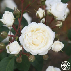 Cloud 10™ -HEIRLOOM ROSES Sales Cloud 10 07