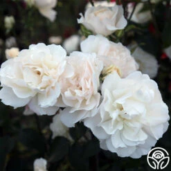 Cloud 10™ -HEIRLOOM ROSES Sales Cloud 10 08