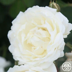 Cloud 10™ -HEIRLOOM ROSES Sales Cloud 10 09