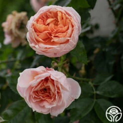 Colette® -HEIRLOOM ROSES Sales Colette 013