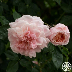 Colette® -HEIRLOOM ROSES Sales Colette 012