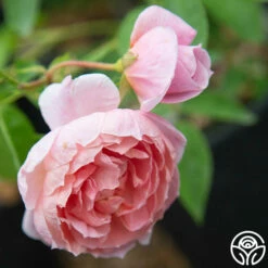 Colette® -HEIRLOOM ROSES Sales Colette 018