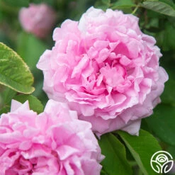 Comte De Chambord -HEIRLOOM ROSES Sales Comte de Chambord 12