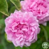 Comte De Chambord -HEIRLOOM ROSES Sales Comte de Chambord 13