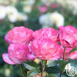 Coretta Scott King -HEIRLOOM ROSES Sales Coretta Scott King 15