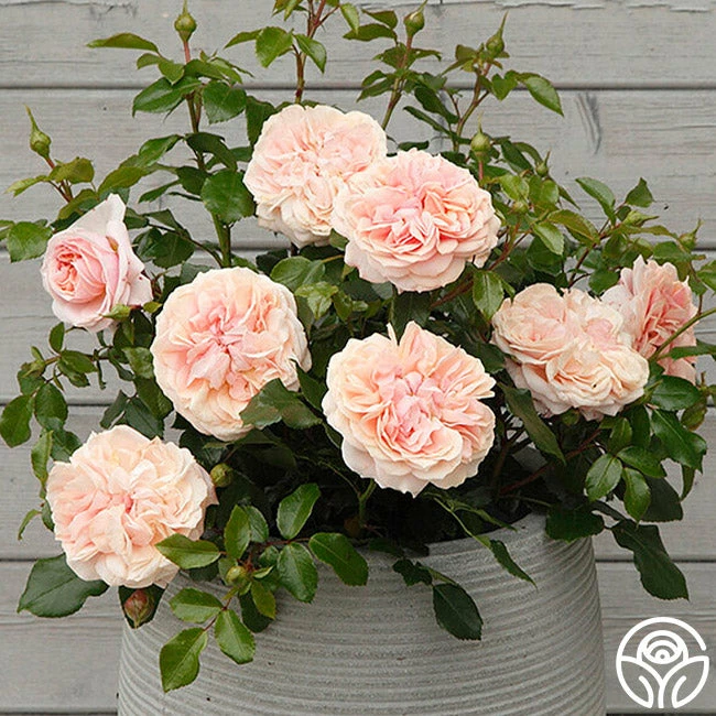 Veranda® Cream 4 Veranda® Cream - Image 2