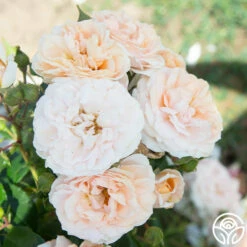 Veranda® Cream 19 Veranda® Cream -HEIRLOOM ROSES Sales Cream Veranda 11