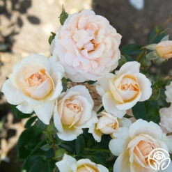 Veranda® Cream 14 Veranda® Cream -HEIRLOOM ROSES Sales Cream Veranda 12