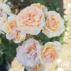 Veranda® Cream -HEIRLOOM ROSES Sales Cream Veranda 15