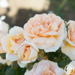 Veranda® Cream 15 Veranda® Cream -HEIRLOOM ROSES Sales Cream Veranda 17