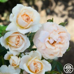 Veranda® Cream 18 Veranda® Cream -HEIRLOOM ROSES Sales Cream Veranda 18