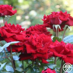 Crimson Bouquet™ -HEIRLOOM ROSES Sales Crimson Bouquet 12