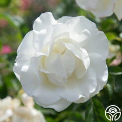 Crystalline™ -HEIRLOOM ROSES Sales Crystaline 02