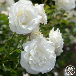 Crystalline™ -HEIRLOOM ROSES Sales Crystaline 03