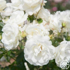 Crystalline™ -HEIRLOOM ROSES Sales Crystaline 04