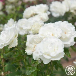 Crystalline™ -HEIRLOOM ROSES Sales Crystaline 05