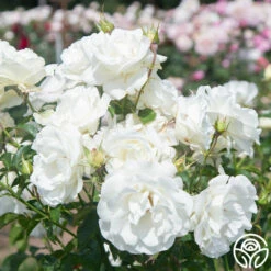 Crystalline™ -HEIRLOOM ROSES Sales Crystaline 08