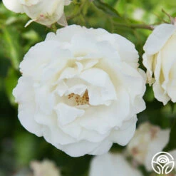 Crystalline™ -HEIRLOOM ROSES Sales Crystaline 09