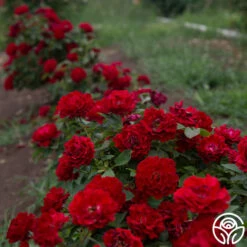 Dancing In The Dark™ -HEIRLOOM ROSES Sales Dancing In The Dark 81