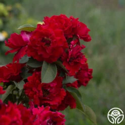 Dancing In The Dark™ -HEIRLOOM ROSES Sales Dancing In The Dark 815