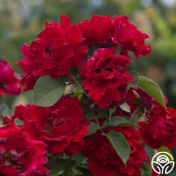 Dancing In The Dark™ -HEIRLOOM ROSES Sales Dancing In The Dark 85