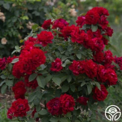 Dancing In The Dark™ -HEIRLOOM ROSES Sales Dancing In The Dark 851