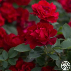 Dancing In The Dark™ -HEIRLOOM ROSES Sales Dancing In The Dark 888