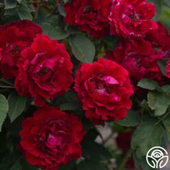 Dancing In The Dark™ -HEIRLOOM ROSES Sales Dancing In The Dark 89