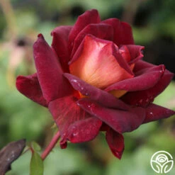 Dark Night™ 19 Dark Night™ -HEIRLOOM ROSES Sales Dark Night1 3