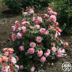 Distant Thunder™ -HEIRLOOM ROSES Sales Distant Thunder 13
