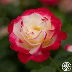 Double Delight® -HEIRLOOM ROSES Sales Double Delight 024