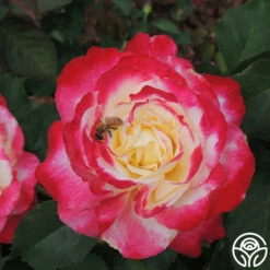 Double Delight® -HEIRLOOM ROSES Sales Double Delight 2124