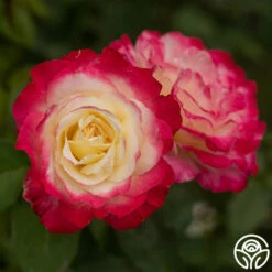 Double Delight® -HEIRLOOM ROSES Sales Double Delight 23