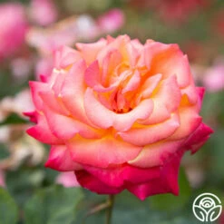 Dream Come True™ -HEIRLOOM ROSES Sales Dream Come True 11