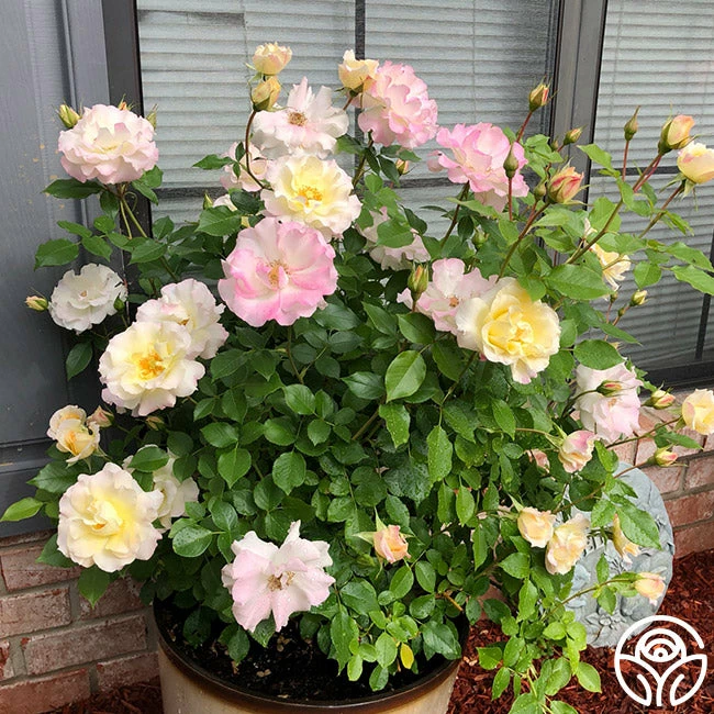 Easter Basket™ 4 Easter Basket™ - Image 2