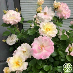 Easter Basket™ 7 Easter Basket™ -HEIRLOOM ROSES Sales Easter Basket 12