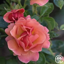 Easy Does It™ -HEIRLOOM ROSES Sales Easy Does It 11 52ac1ca9 6d1f 4ddf 9e30 7f9808942ee2