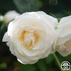 Easy Spirit™ 12 Easy Spirit™ -HEIRLOOM ROSES Sales Easy Spirit 7