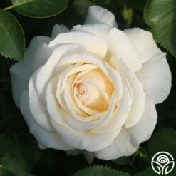 Easy Spirit™ 13 Easy Spirit™ -HEIRLOOM ROSES Sales Easy Spirit 13