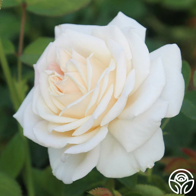 Easy Spirit™ 4 Easy Spirit™ - Image 2