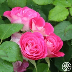 Easy To Please™ -HEIRLOOM ROSES Sales Easy To Please 1