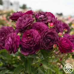 Ebb Tide™ -HEIRLOOM ROSES Sales Ebb Tide 011