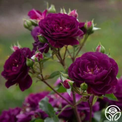 Ebb Tide™ -HEIRLOOM ROSES Sales Ebb Tide 1024