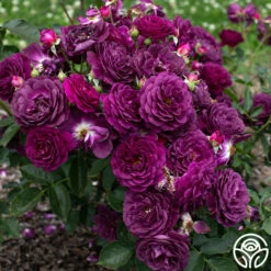 Ebb Tide™ -HEIRLOOM ROSES Sales Ebb Tide 1034