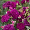 Ebb Tide™ -HEIRLOOM ROSES Sales Ebb Tide 111