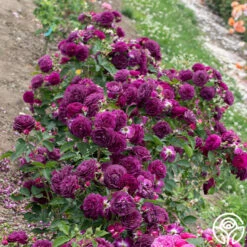 Ebb Tide™ -HEIRLOOM ROSES Sales Ebb Tide 111 e0e4e1e7 a73e 4d75 ac11 67196e908531