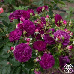 Ebb Tide™ -HEIRLOOM ROSES Sales Ebb Tide 013