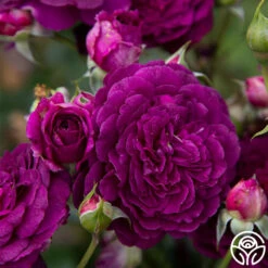 Ebb Tide™ -HEIRLOOM ROSES Sales Ebb Tide 112
